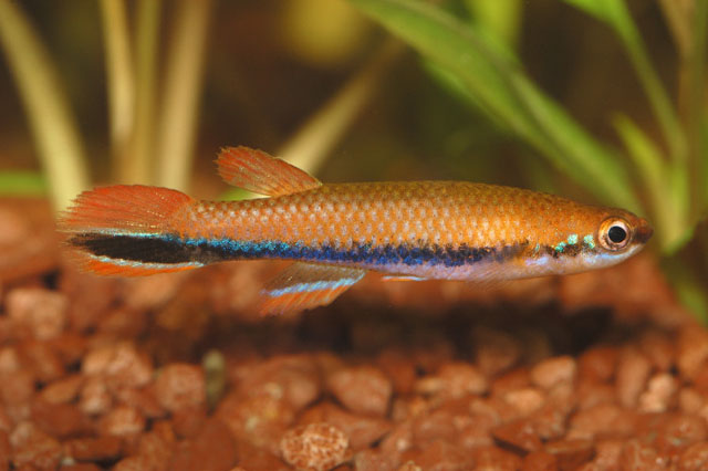 Rivulus xiphidius